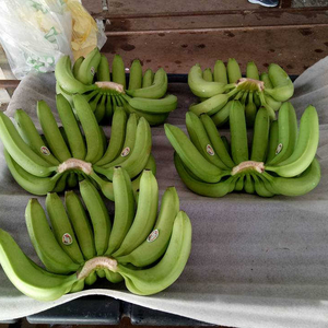 BANANAS CAVENDISH VERDE FRESCO PREMIUM/SELECCIONADOS A MANO PARA UNA FRESCURA Y CALIDAD ÓPTIMAS/HECHO EN VIETNAM - Product Image 2