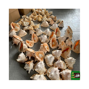 Việt Nam cassis Cornuta Shell cassis Cornuta Seashell kích thước lớn vỏ ốc xà cừ kích thước lớn Quà tặng đám cưới cho khách - Product Image 3