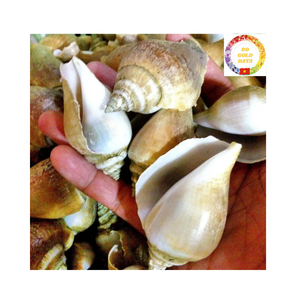 Conchas de mar Strombidae naturales de primera calidad de Vietnam para manualidades, decoración del hogar y exportación al por mayor a granel - Product Image 1