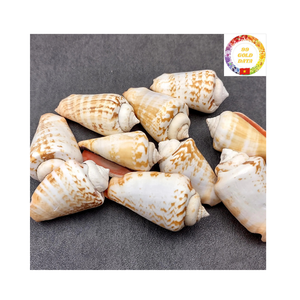 Conchas Strombidae cuidadosamente seleccionadas para proyectos temáticos de playa de diseño de interiores y amantes de la artesanía en todo el mundo - Product Image 2