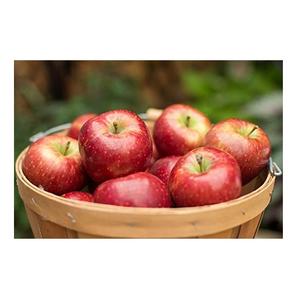 Frutas de temporada frescas de alta calidad sin OGM naturales al por mayor de Brasil manzanas rojas dulces frescas para alimentos - Product Image 3