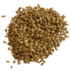 Granos de trigo duro de alta calidad y consistentes de primera calidad disponibles para clientes minoristas al por mayor y de exportación con confianza - Product Image 2