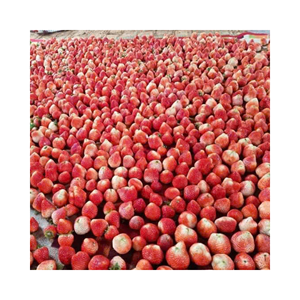 Copos de fresa liofilizados de alta calidad, material: bayas seleccionadas; uso: producción de postres; origen: proveedor de Vietnam - Product Image 2