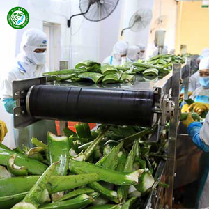 Cubos y Rodajas de Aloe Vera Congeladas - Aloe Vera Fresco de Alta Calidad Welltech VN, 24 Meses de Duración, para el Cuidado de la Piel y la Salud, Suministro al por Mayor - Product Image 2