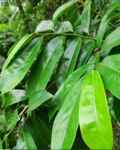 TÉ DE HOJAS DE GUANÁBANA SECAS / SUMINISTRO DIRECTO DE FÁBRICA - Product Image 2