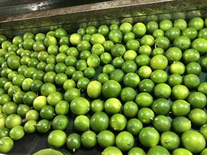 ผู้ซื้อจำนวนมากระวังมะนาวสดไร้เมล็ดที่น่าดึงดูดไม่อาจต้านทานได้สำหรับผู้นำเข้าและนักข่าว (+ 84983028718) - Product Image 3