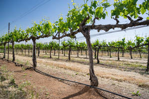 INBAR PCND RÉGULÉ 16 MM 1.3 LPH 24 mil 0.6mm ÉCART LATÉRAUX 40 CM - Product Image 5