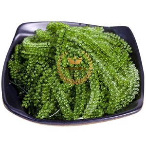องุ่นทะเลสด/สาหร่ายชนิดพิเศษจากเวียดนาม/สาหร่ายสารอาหารคุณภาพสูง - Product Image 4