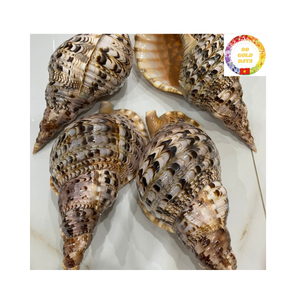 Conchas de trompeta de Vietnam de grado premium para el estilo interior del hotel y la decoración de restaurante de mariscos de moda - Product Image 6