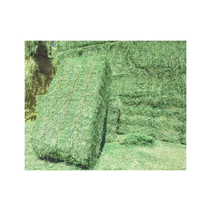 หญ้าชนิตเกรดสูงสำหรับอาหารสัตว์ - Product Image 3