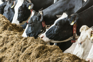 Best Sugarcane Bagasse for Cattle Feed From Viet Nam - Product Image 5