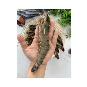 Top quality black tiger <b>shrimps</b> offered for sale for foodservice and seafood packaging - Product Image 4