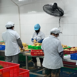 EMBALAJE A GRANEL DE MAÍZ HERVIDO ENTERO CONGELADO DE ALTA CALIDAD PARA LA INDUSTRIA ALIMENTARIA GLOBAL - Product Image 6