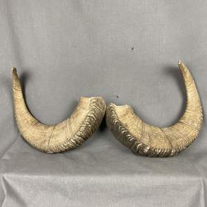 Shofar pulido Kosher GGO de la mejor calidad, cuerno de carnero Natural ecológico para fines religiosos, artesanía de soplado de Shofar - Product Image 2