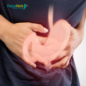 Extracto de hongo de Melena De León orgánico Focusherb de alta calidad en polvo 30% Extracto de melena de León de polisacárido - Product Image 4