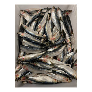 Sardinas frescas de alta calidad, suministradas a granel para exportación y comercio minorista. - Product Image 6