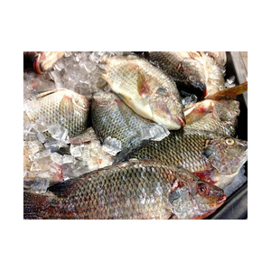 Pescado de tilapia entero congelado de calidad superior, ultracongelado y empaquetado listo para exportación - Product Image 4