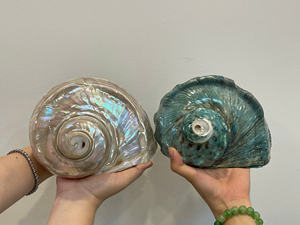 Coquillage Décoration murale polie unique faite de coquillages marins naturels faits à la main au Vietnam Turbo Seashell 0084935825297 - Product Image 4