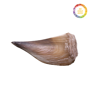 Natural Oval Abalone Shells for Handmade Craft Projects, Home Decoration, Jewelry Accessories, and Coastal Art <b>Supplie</b> - Product Image 5