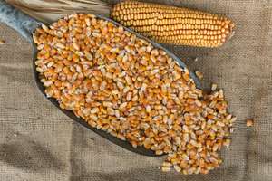 Maíz Amarillo Barato al por Mayor para Consumo Humano y Alimentación Animal, Maíz Dulce Amarillo Seco en Venta, Estilo Seco de la Mejor Calidad - Product Image 2