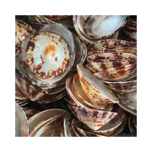 Conchas marinas de Lapa asequibles: alta calidad, uniformes, listas para la exportación, de Vietnam - Product Image 3