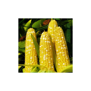 Maïs jaune sec glutineux de haute qualité non OGM pour la consommation humaine - Product Image 2