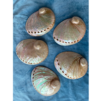 Coquille d'ormeau blanche polie 5 pouces/13 cm, coquillage, décoration côtière, décoration de table