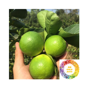 Limón Fresco Sin Semillas de Vietnam, Calidad Seleccionada, Naturalmente Jugoso, Cítrico Verde Brillante para el Mercado Mayorista de Alimentos - Product Image 1