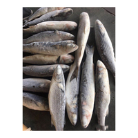 Harga Murah mullet frozen WR grosir pasokan grosir ikan kelas tinggi