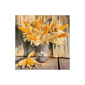 Aporta un toque de cosecha a tu espacio con expositores de maíz secos decorativos bellamente conservados - Product Image 1