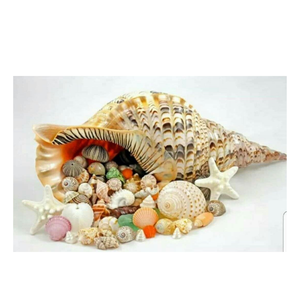 Coquillage de trompette du Vietnam: grand coquillage naturel de trompette, adapté à la décoration de grand hôtel et aux favoris frappants d'affichage de restaurant - Product Image 1