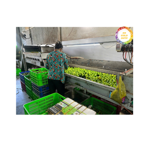 Authentique citron vert frais du Vietnam Matériau naturel d'agrumes de qualité supérieure pour la cuisine culinaire et l'exportation en gros dans le monde entier - Product Image 6