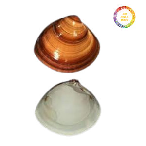 Conchas de almeja Meretrix pulidas de Vietnam ideales para artesanías, arte de resina, suministro a granel de decoración ecológica para accesorios para el hogar - Product Image 1