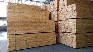 Pine Saw Logs for Furniture, Packaging and Building Materials - Product Image 4