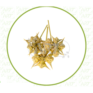 Graines de Gokhru propres et séchées idéales pour faire des décoctions et des infusions pour soutenir le bien-être et la santé reproductifs masculins - Product Image 2