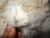 CARD FLY BALES (100% Limbah Katun dari Spinning MILLS) dengan AQSIQ dan CCIC.