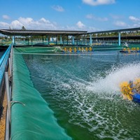 Rouleaux de bâche en PVC enduit de vinyle anti-moisissure pour l'aquaculture et l'agriculture