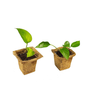 Tazas de coco de tamaño personalizado - Product Image 3