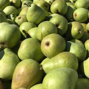 Peras de Conferencia de Alta Calidad, Grado de Exportación Clase I, Dulces, Jugosas, Ricas en Fibra, Frescas, Venta al por Mayor con Envío Global en Cadena de Frío - Product Image 6