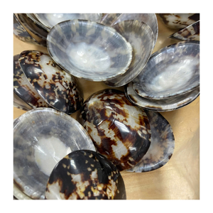 Coquille polie Offre Spéciale coquille décorative océan coquille bijoux artisanat matériel en vrac Marine en gros - Product Image 1