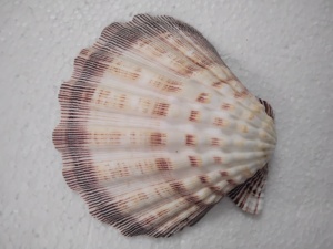 Conchas de mar multicolores naturales adecuadas para usar como colgantes por diseñadores de joyas ideales para reventa - Product Image 2