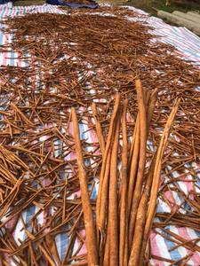 Venta al por mayor Canela Cassia Precio de fábrica Especias competitivas Alta calidad Vietnamita Cassia Sticks - Product Image 5