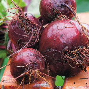 บีทรูทสีแดงพรีเมี่ยม: ขายร้อนใช้ทั่วไปผักที่อุดมไปด้วยเหล็กฟอสฟอรัสและโพแทสเซียม - Product Image 6