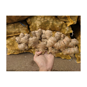 <b>Fresh</b> picked <b>ginger</b> with firm feel juicy inside rich in essential oils and strong aroma great for various cooking techniques - Product Image 4