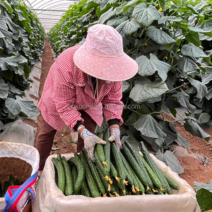 Invernadero Moderno de Múltiples Vetas con Cubierta de Película para Restaurante Ecológico y Jardín Botánico Turístico con Kit de Estilo Estético - Product Image 6
