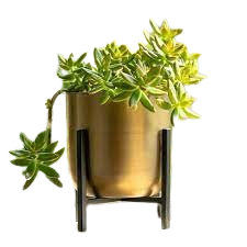 Macetas de Metal para interiores con acabado dorado Allura de alta calidad, soporte de diseño martillado para jardín doméstico, incluye paquete decorativo para suelo - Product Image 6