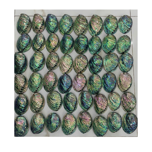 Concha de abulón pulida de concha de océano para incrustaciones de arte, diseño de adornos y decoración de muebles, hecha en Vietnam - Product Image 3