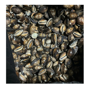 เปลือกหอยธรรมชาติแท้ที่มีสีสันสดใสและการตกแต่งแบบพรีเมี่ยมเหมาะสำหรับงานหัตถกรรมและการตกแต่ง - Product Image 3