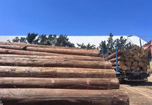 Troncos de madera de pino |   Troncos de Madera de Calidad: Madera de Teca / Troncos de Madera de Roble / Troncos de Eucalipto - Troncos de Teca, Madera Aserrada - Product Image 6