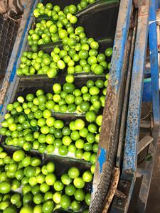 Limones frescos sin semillas de alta calidad de exportación para un estilo de vida más saludable - Product Image 5